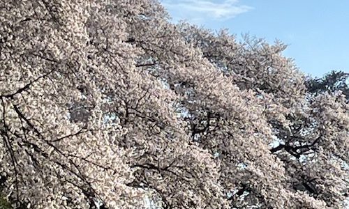 桜2025 桜2025