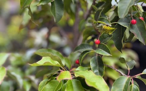 ヨガ12月の予定