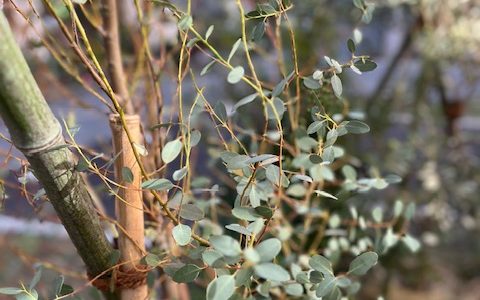 ユーカリ・オリーブ・マートル3人むすめ ユーカリ・オリーブ・マートル3人むすめ