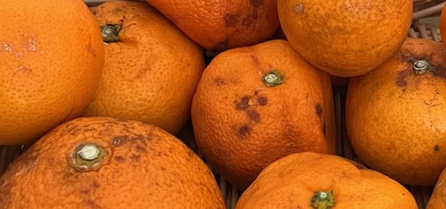 ふぞろいのみかんたち