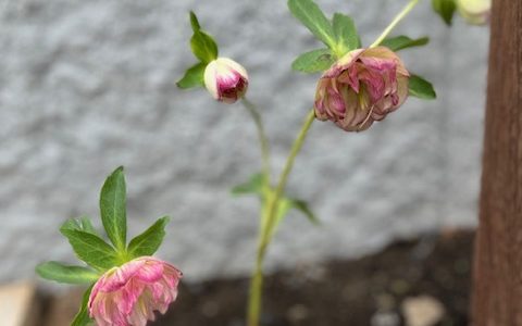 にこにこヨガ4月の予定