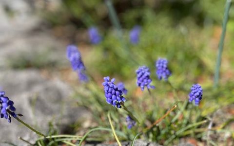 シングリックス シングリックス